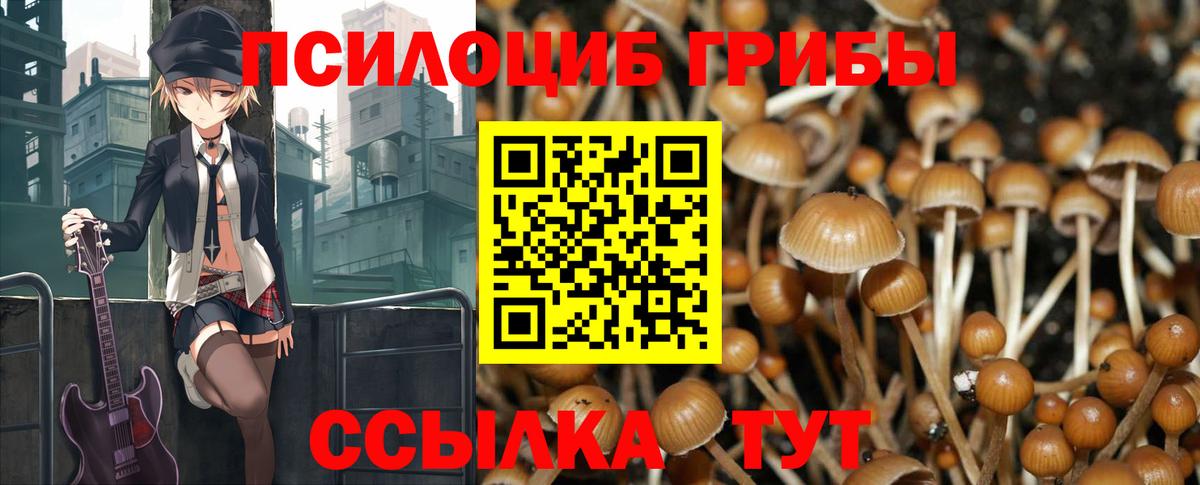 Галлюциногенные грибы Psilocybe  Псилоцибиновые грибы ЛСД  Алексин  где купить наркоту  Вход с VPN 